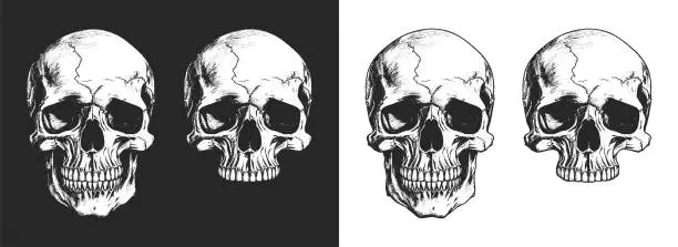 Vector illustration of Human skull illustration. Monochrome hand-drawn skulls set on white and black backgrounds.