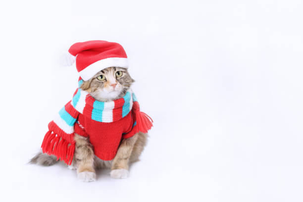 istock Cat in Santa costume 1496417851