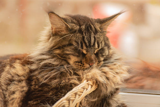 istock Maine Coon marble color sleeps in a basket 1496417987