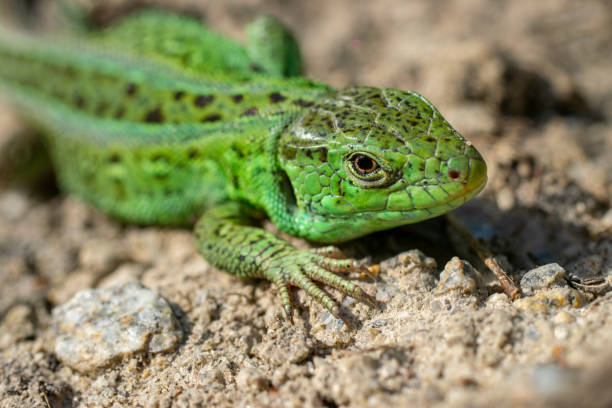 Macro portrait of a green sand lizard. stock photo