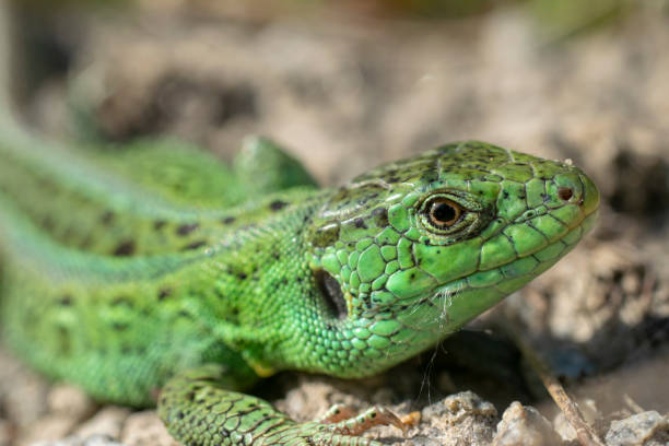 Macro portrait of a green sand lizard. stock photo