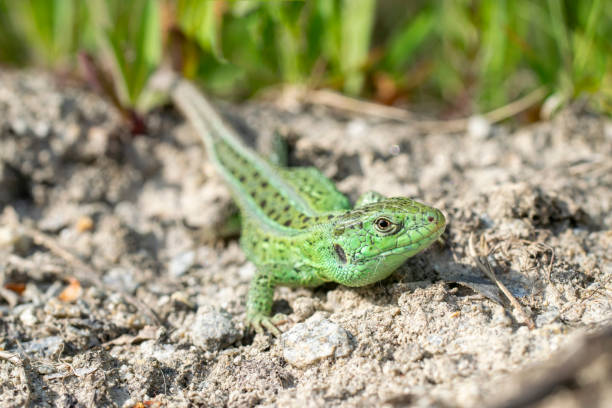 The sand lizard is a very popular amphibian in Europe.