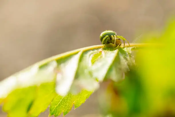 Photo of Green spider close up. Blurred background