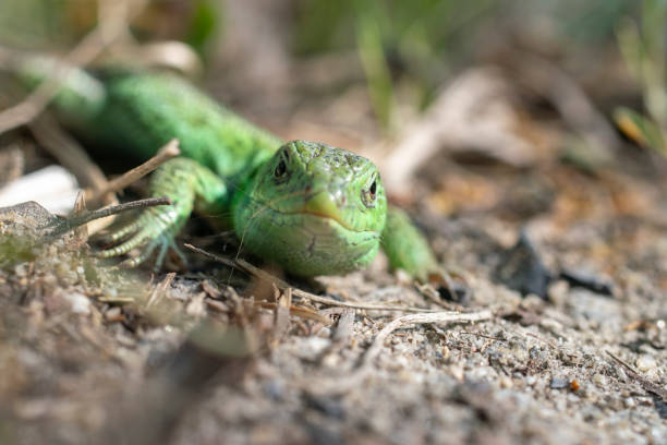 Macro portrait of a green sand lizard. stock photo