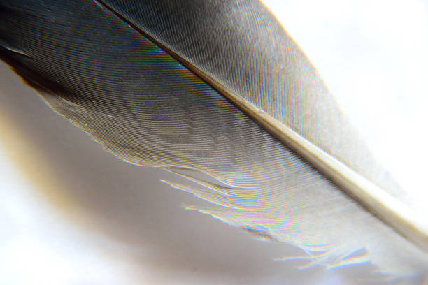 istock Extremely close macro shot of a crow feather isolated against a plain white background showing different shades, texture, mid-vein and pattern. 1496419061