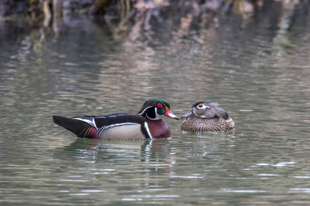 istock Wood Duck stare off 1496419674