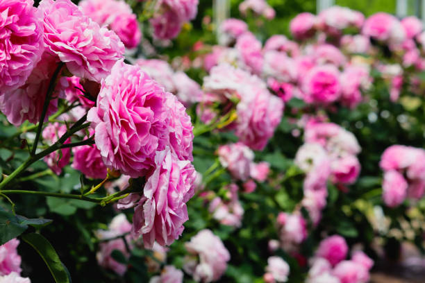 istock Beautiful pink roses in garden 1496419771