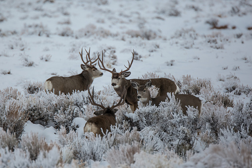 Three Wyoming mule deer bucks about to battle over one doe