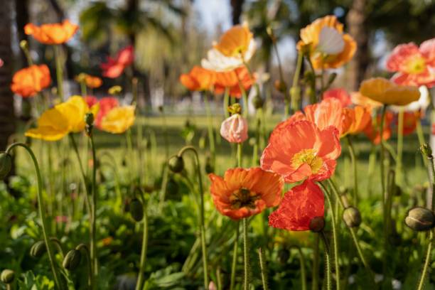 istock multiple flowers in the foreground and palm trees in the background 1496420983