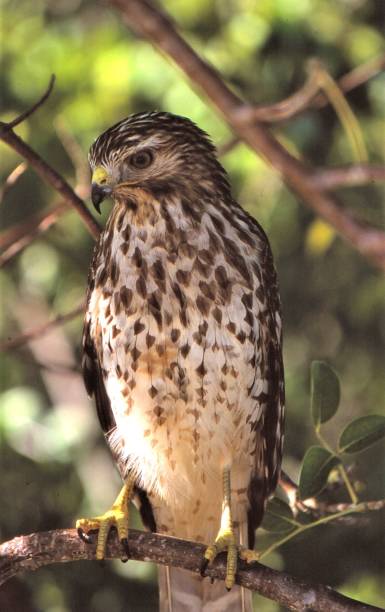 istock Sharp-shinned Hawk - JN 
