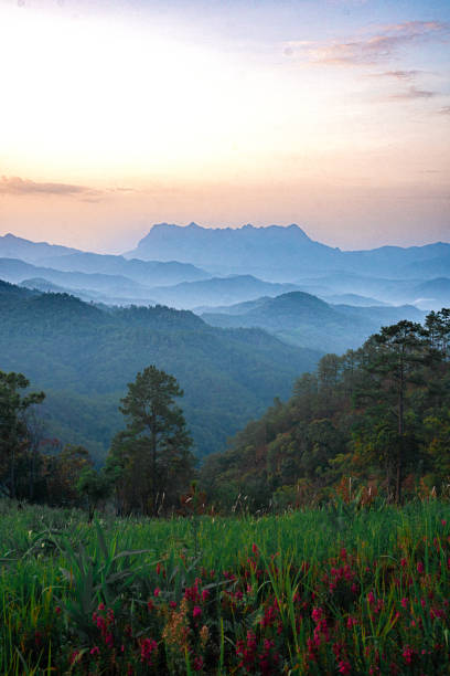 istock Flowers,Chiangdao,Sky 1496421695