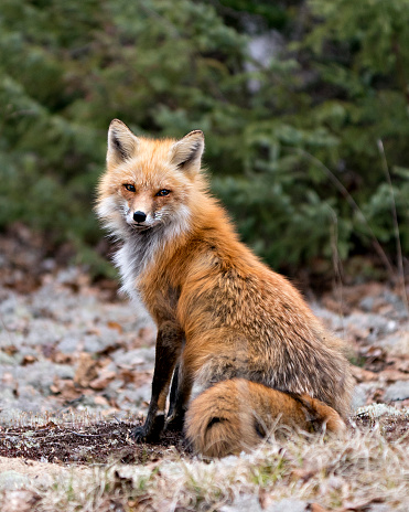 Red fox sitting on white moss white a green background in the spring season displaying fox tail, fur, in its environment and habitat. Fox Image. Picture. Portrait. Photo.