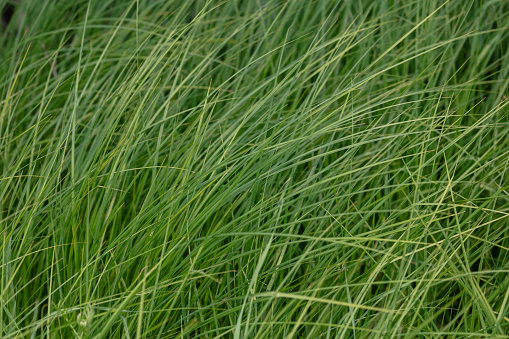Texture of a green field of italian grass for background