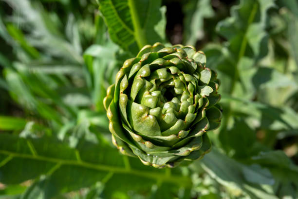 istock Green fresh organic artichoke field 1496422799