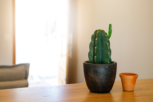 how to make seedlings of a mandacaru cactus