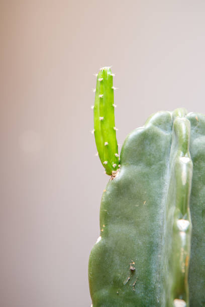 how to make seedlings of a mandacaru cactus
