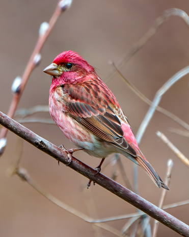 Finch male close-up side view, perched on a branch with a blur background in its environment and habitat surrounding. Purple Finch Picture.