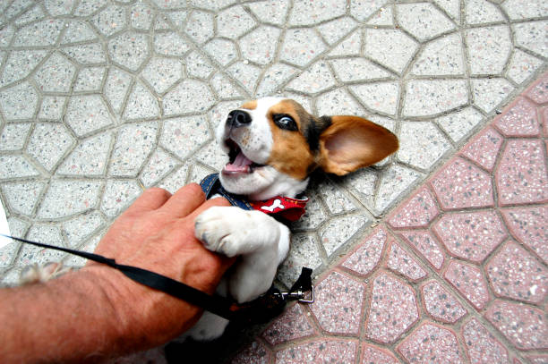 istock small cute beagle puppy dog 1496424385