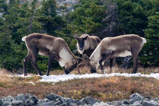 Reindeer, caribou, three males animals, two fighting and one referee stock photo