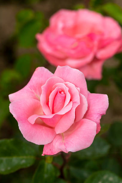 istock Roses blooming in the garden in spring 1496426086