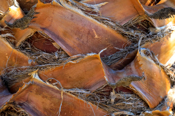 A small section of a palm trunk shown close up