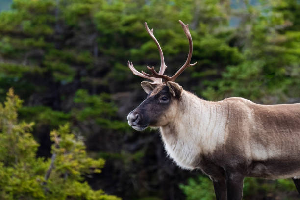 Reindeer, caribou, male animal stock photo