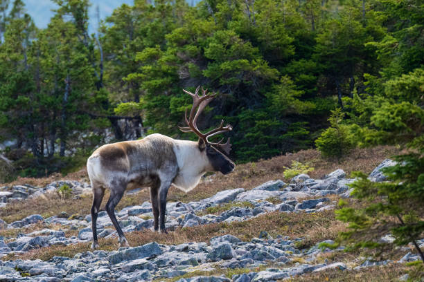 Reindeer, caribou, big male stock photo