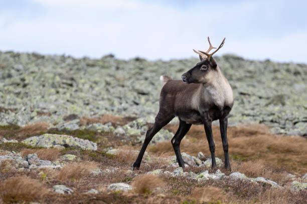 istock Reindeer, caribou, young male 1496426697