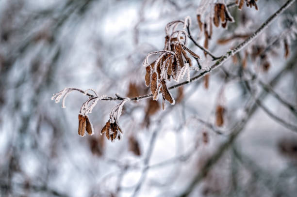istock Snow on tree branches. Frost on tree branches. Nature weather closeup. Winter background. 1496426831