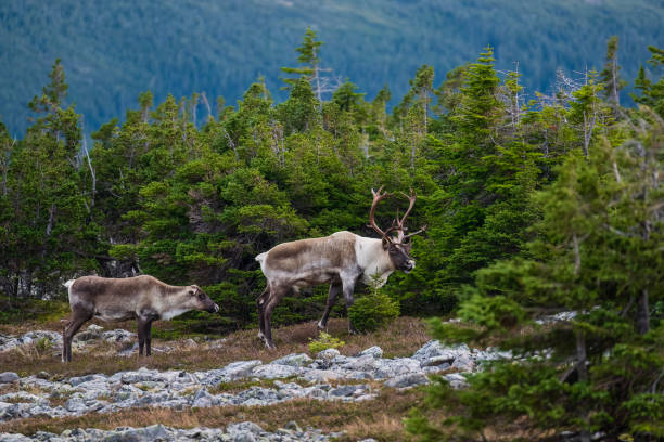 istock Reindeer, caribou, big male with a young 1496426915