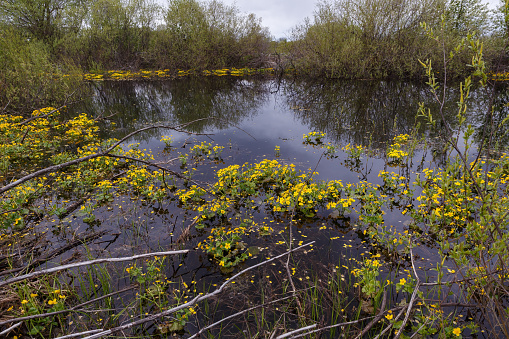 Marsh marigold flowers blooming on the shore of the pond.