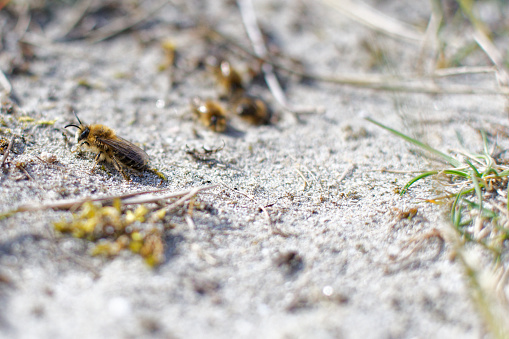 ground bees in the dunes of the Saint Brieuc bay nature reserve