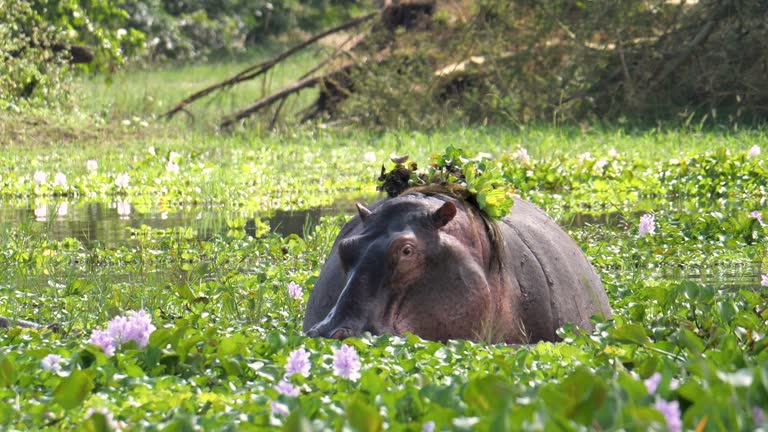 Hippos in the Shire river, covered in water hyacinth