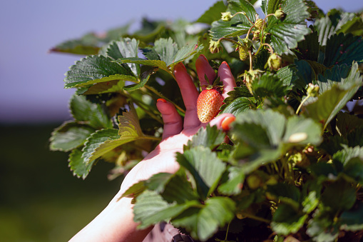 woman inspects strawberry plant in garden, close-up of hand, gardening and agriculture concept