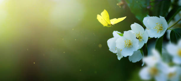 istock Beautiful spring border, blooming jasmine bush on a green background. Soft selective focus; Copy Spase 1496428600