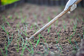 Weeding beds with agricultura plants growing in the garden. Weed control in the garden. Cultivated land close-up. Agricultural work on the plantation