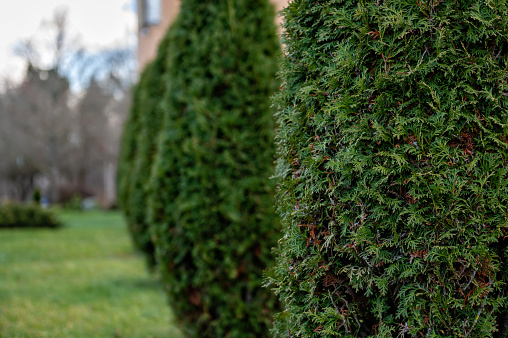 Close-up photo of thuja bush in the summer season, selective focus, copy space