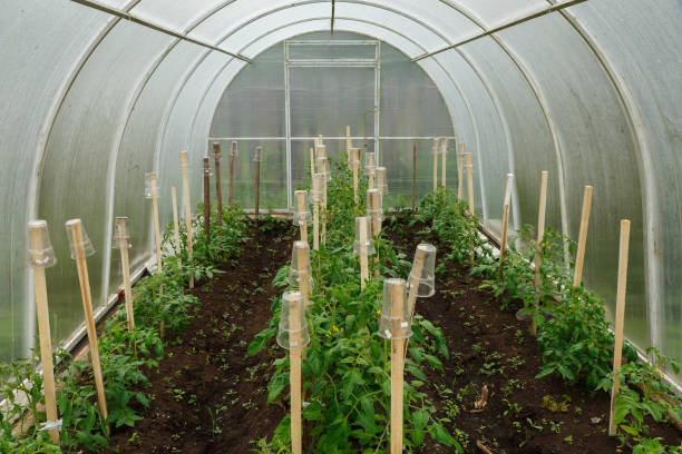 istock Tomato seedlings in a greenhouse on a sunny summer day. 1496429691