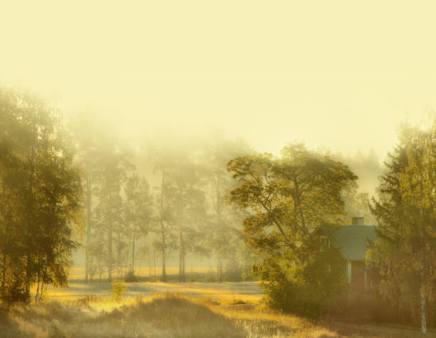Hazy morning at front yard, Northern Europe