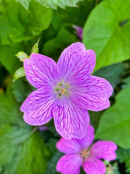 istock Purple and pink wild flower 1496430248