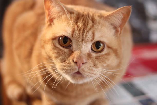 istock A orange British shorthaired cat 1496430300