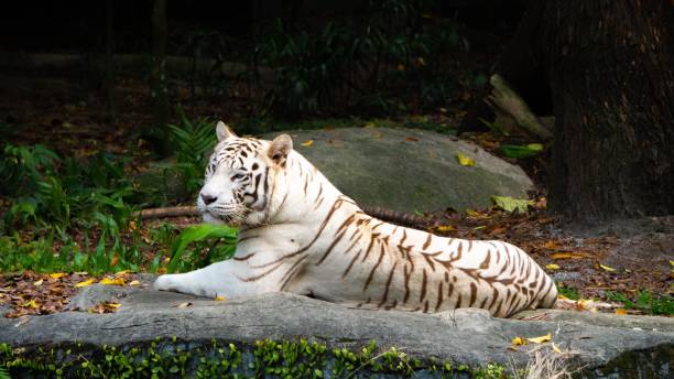 istock White tiger is lounging on a rocky ground 1496431620