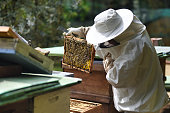 Beekeeper At Work