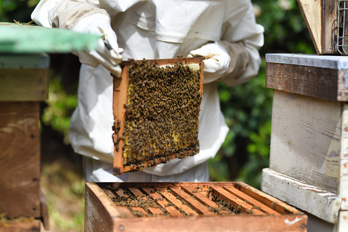 Beekeeper At Work