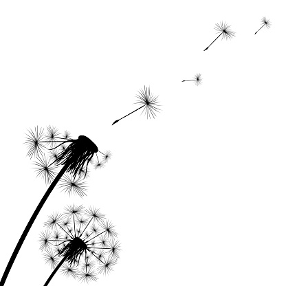 Silhouette of a simple single dandelion . Vector