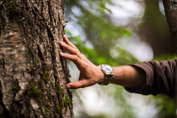 istock A man's hand touch the tree trunk close-up. Bark wood.Caring for the environment. The ecology concept of saving the world and love nature by human 1496435695