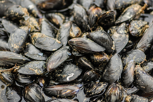 Fresh black mussels mollusk on a scale in a local fish market, sea fruits, sushi