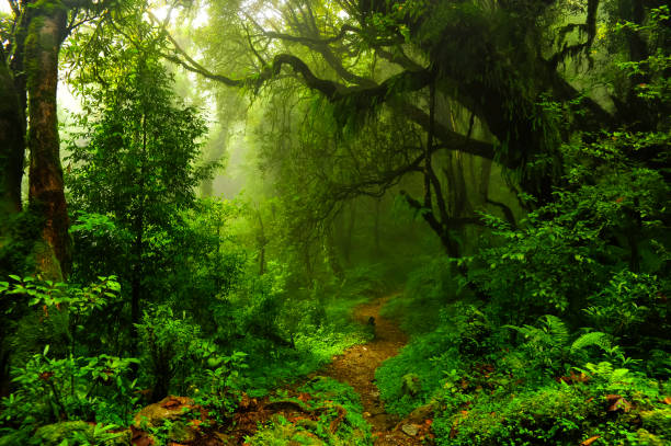 istock Tropical rain forest in Asia 1496437495