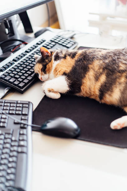 istock Multicolor cat sleeping on keyboard at home-based office with IT equipment. Work place with few screens and mouse. Work at home and remote access concept. Comfortable Work space. Soft selective focus. 1496439131