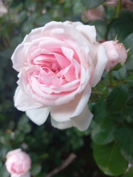istock Pink rose beautiful flower in summer 1496441190